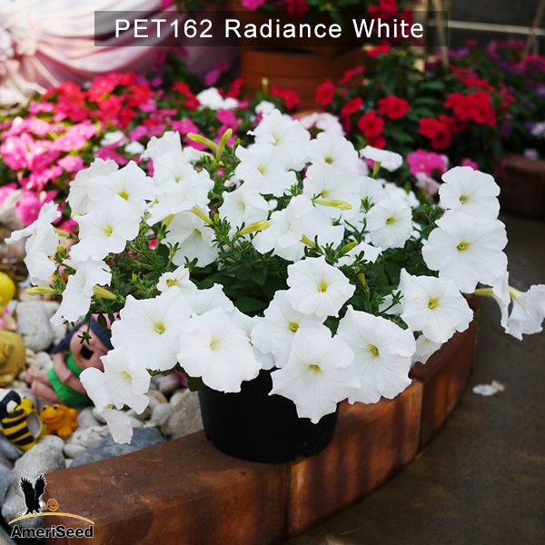 PET162-Rediance-white1