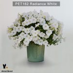 PET162-Rediance-white2