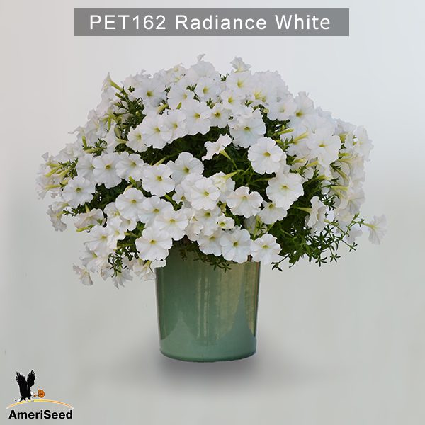 PET162-Rediance-white2
