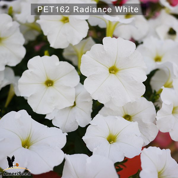 PET162-Rediance-white3