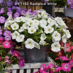 PET162-Rediance-white4