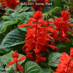 Salvia-Solar-1