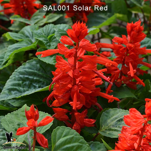 Salvia-Solar-1