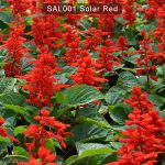 Salvia-Solar