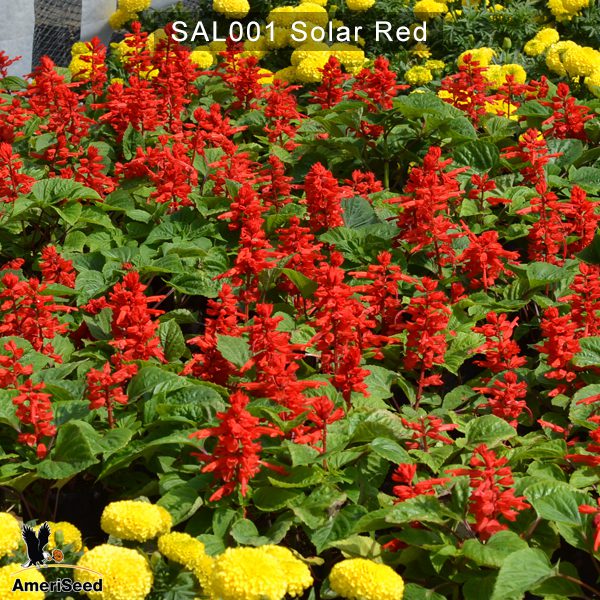 Salvia-Solar-2