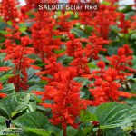 Salvia-Solar-3