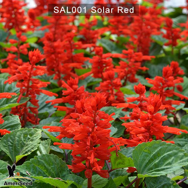 Salvia-Solar-3