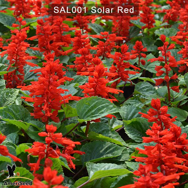 Salvia-Solar