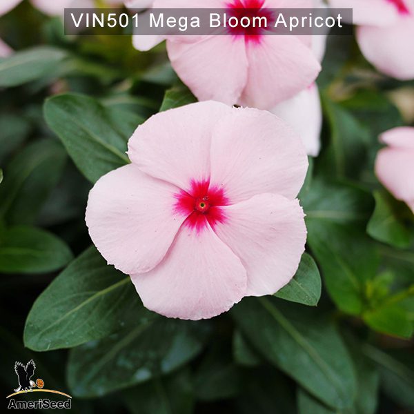 Vin501–mega-bloom-apricot-(1)