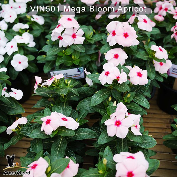Vin501–mega-bloom-apricot-(2)