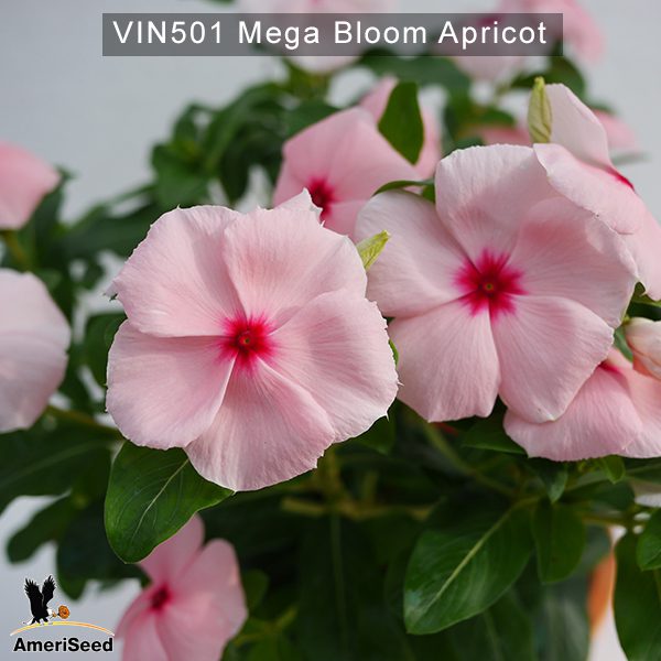 Vin501–mega-bloom-apricot-(3)