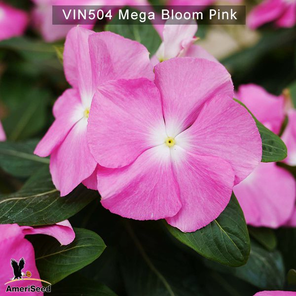 Vin504-Mega-bloom-Pink-(1)