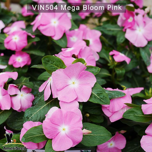 Vin504-Mega-bloom-Pink-(2)