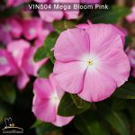 Vin504-Mega-bloom-Pink-(3)