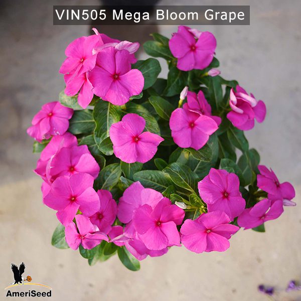 Vin505-Mega-bloom-Grape-(3)
