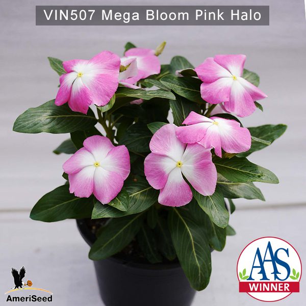 Vin507-Mega-bloom-pink-halo-(1)