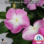 Vin507-Mega-bloom-pink-halo-(2)