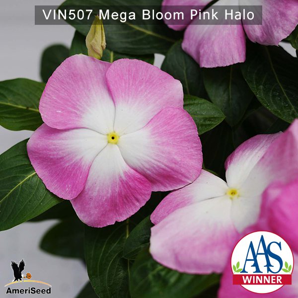 Vin507-Mega-bloom-pink-halo-(2)