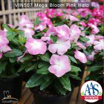 Vin507-Mega-bloom-pink-halo-(3)