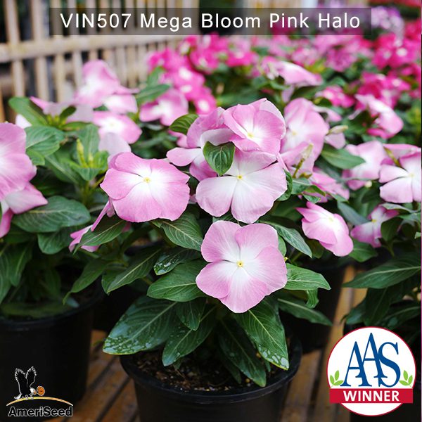 Vin507-Mega-bloom-pink-halo-(3)