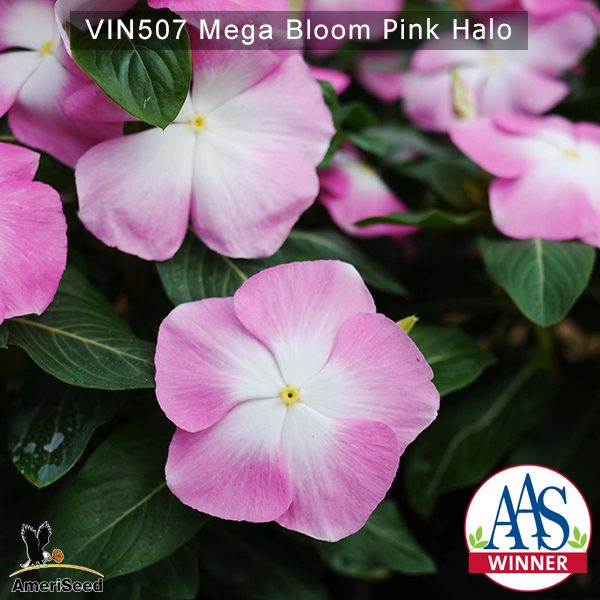 Vin507-Mega-bloom-pink-halo-(4)