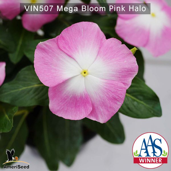Vin507-Mega-bloom-pink-halo-(5)
