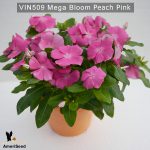 Vin509-Mega-bloom-peach-pink-(3)