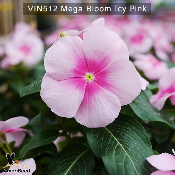 Vin512-Mega-bloom-Bloom-Icy-Pink-(1)