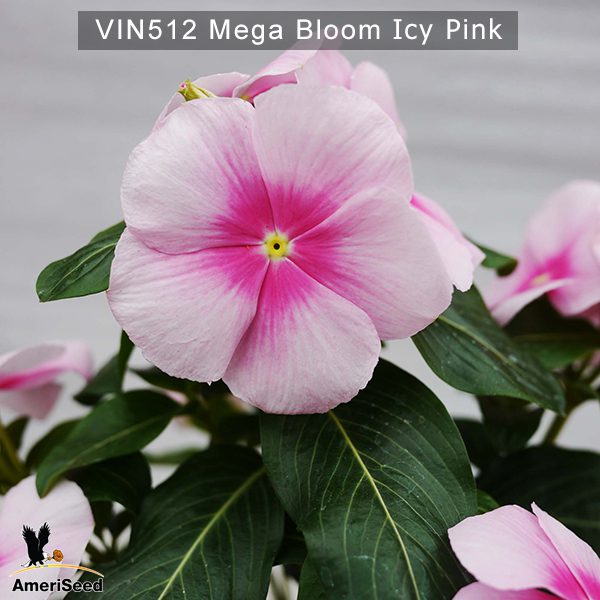 Vin512-Mega-bloom-Bloom-Icy-Pink-(3)