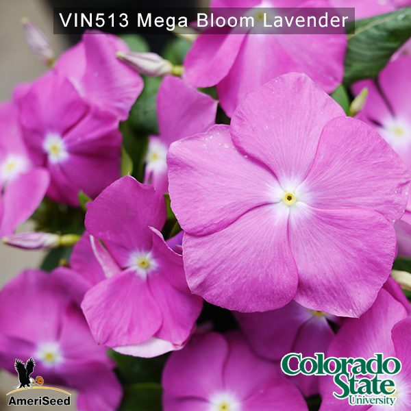 Vin513-Mega-bloom-lavender-(1)