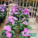 Vin513-Mega-bloom-lavender-(2)