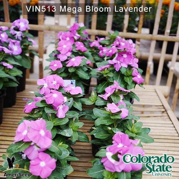 Vin513-Mega-bloom-lavender-(2)
