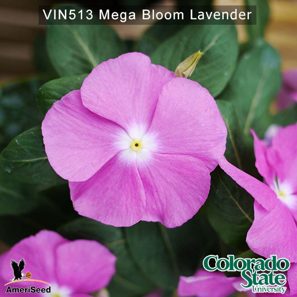 Vin513-Mega-bloom-lavender-(3)