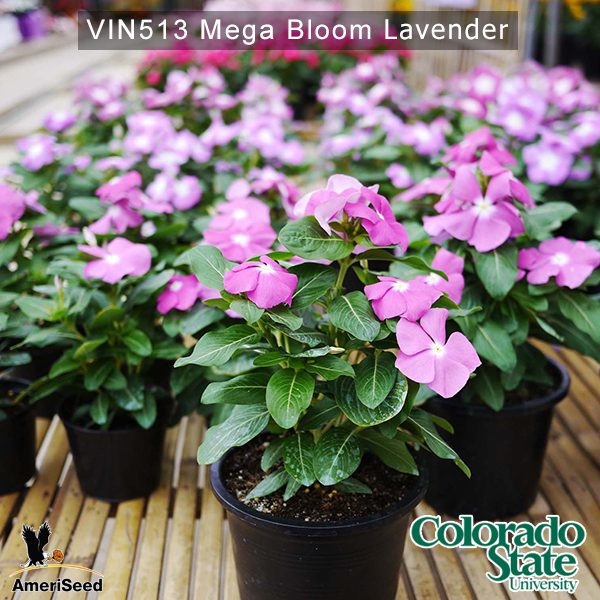 Vin513-Mega-bloom-lavender-(4)