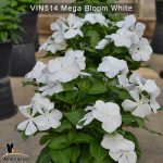 Vin514-Mega-bloom-white-(1)