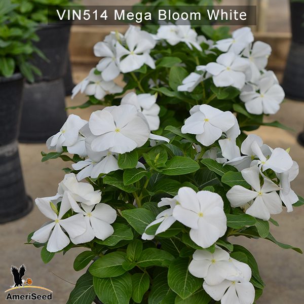 Vin514-Mega-bloom-white-(1)