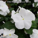 Vin514-Mega-bloom-white-(2)