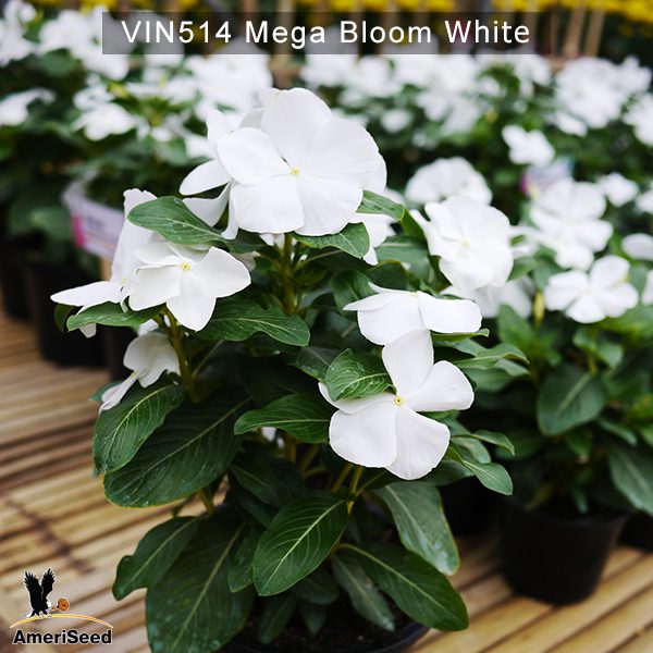 Vin514-Mega-bloom-white-(3)