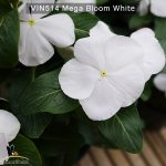 Vin514-Mega-bloom-white-(4)