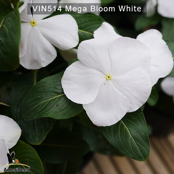 Vin514-Mega-bloom-white-(4)