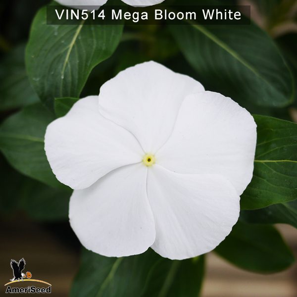 Vin514-Mega-bloom-white-(6)