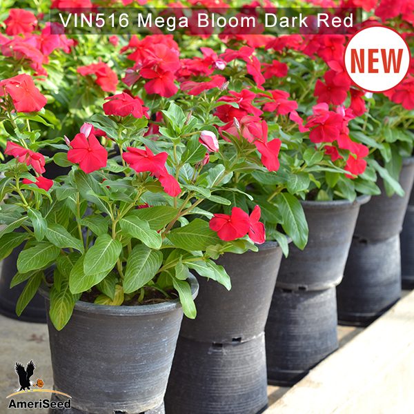 Vin516-Mega-bloom-Dark-red-(1)