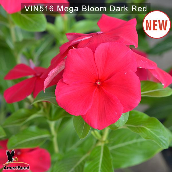 Vin516-Mega-bloom-Dark-red-(2)