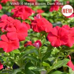 Vin516-Mega-bloom-Dark-red-(3)