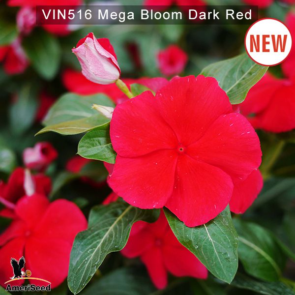 Vin516-Mega-bloom-Dark-red-(4)