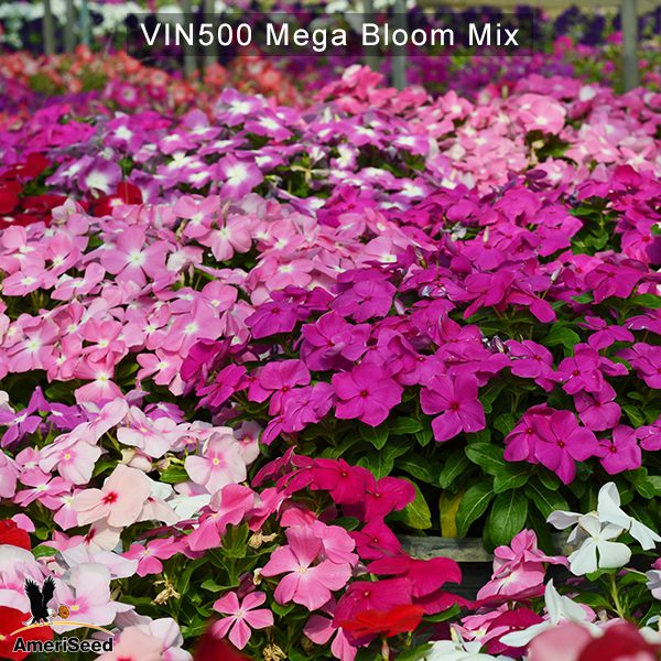 Vinca500-Mega-Bloom-Mix-1