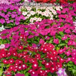 Vinca500-Mega-Bloom-Mix-2