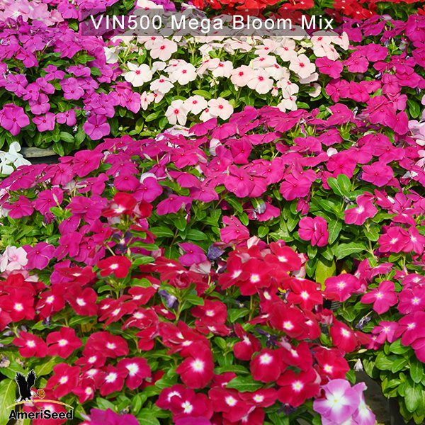 Vinca500-Mega-Bloom-Mix-2