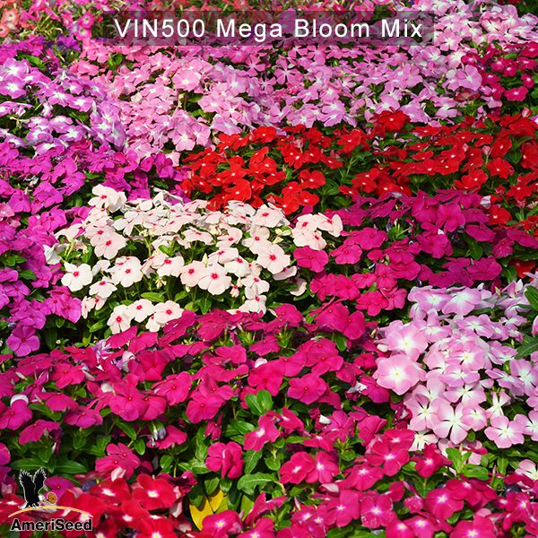 Vinca500-Mega-Bloom-Mix
