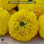 marigold-Garuda-Yellow-1